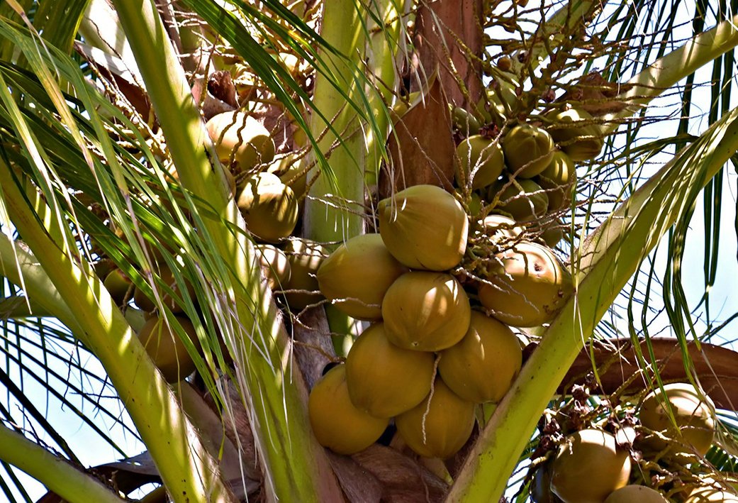 The Tree That Feeds the Island: A Love Letter to the Sri Lankan Coconut